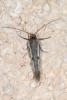 Parahyponomeuta egregiella